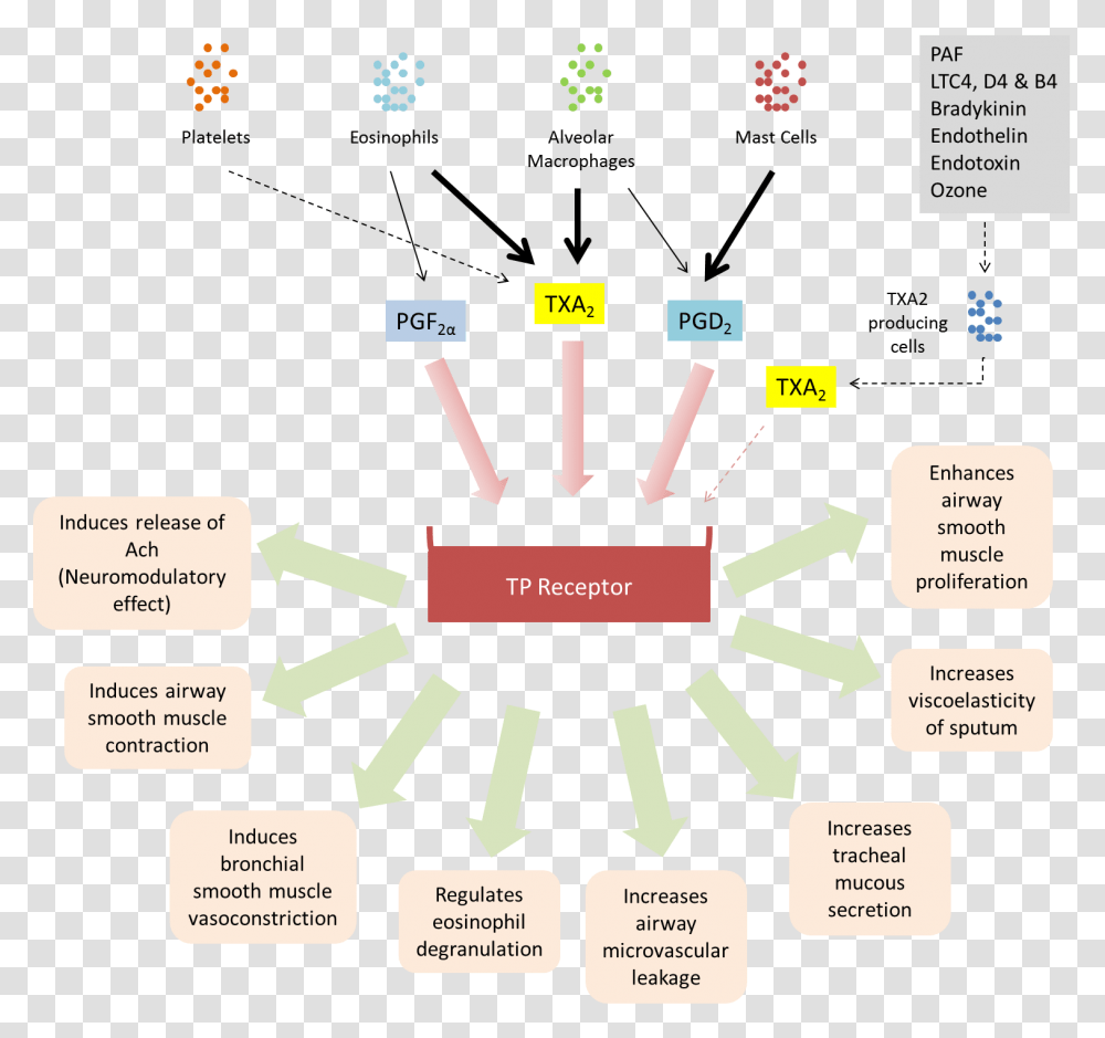 Biological Activities Of Tp Receptor Levosalbutamol Mechanism Of Action, Diagram, Plot, Network Transparent Png