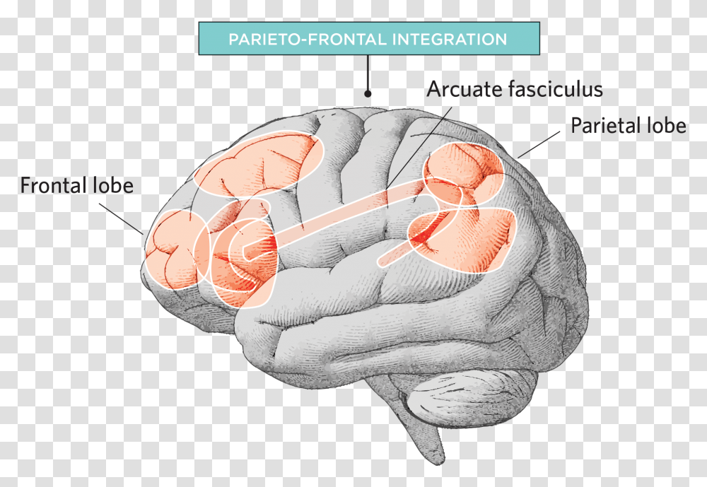 Biological Bases Of Intelligence, Hand, Turtle, Reptile, Sea Life Transparent Png