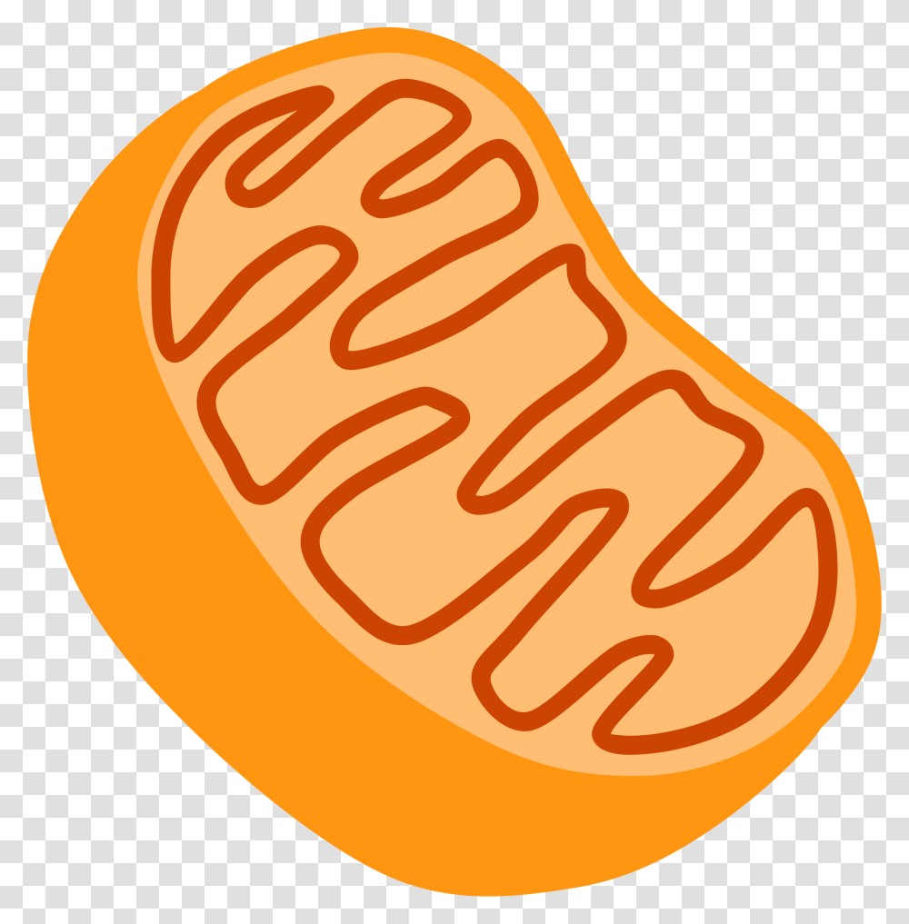 Biology 1 Mitochondria Clipart, Ketchup, Food, Plant, Vegetable Transparent Png