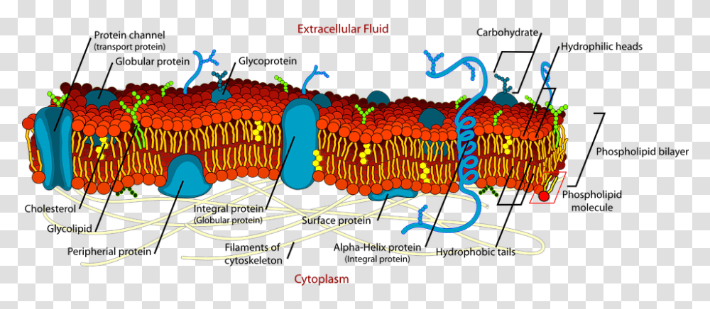 Biology Cell Diagram Science Membrane Detail Plasma Membrane Structure Labeled, Light, Birthday Cake, Dessert, Food Transparent Png