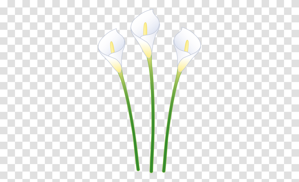 Biology Clip Art, Plant, Flower, Blossom, Lily Transparent Png