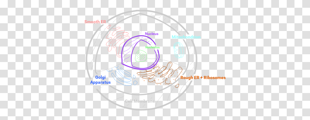 Biology Concept Map Animal Cell Circle, Coin, Money, Text, Urban Transparent Png