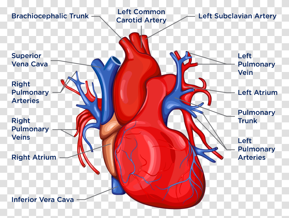 Biology Heart Diagram, Dynamite, Plot, Leisure Activities, Lobster Transparent Png