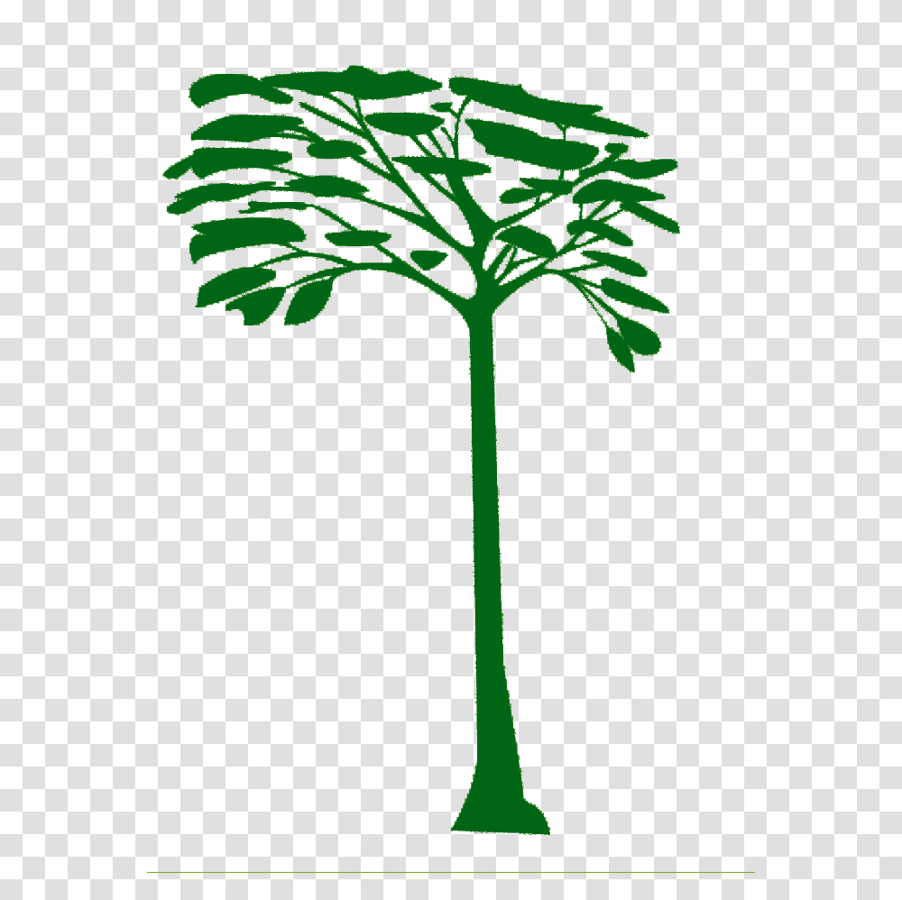 Biology Internship Abroadbiological Station Un Poco Del, Tree, Plant, Palm Tree, Arecaceae Transparent Png