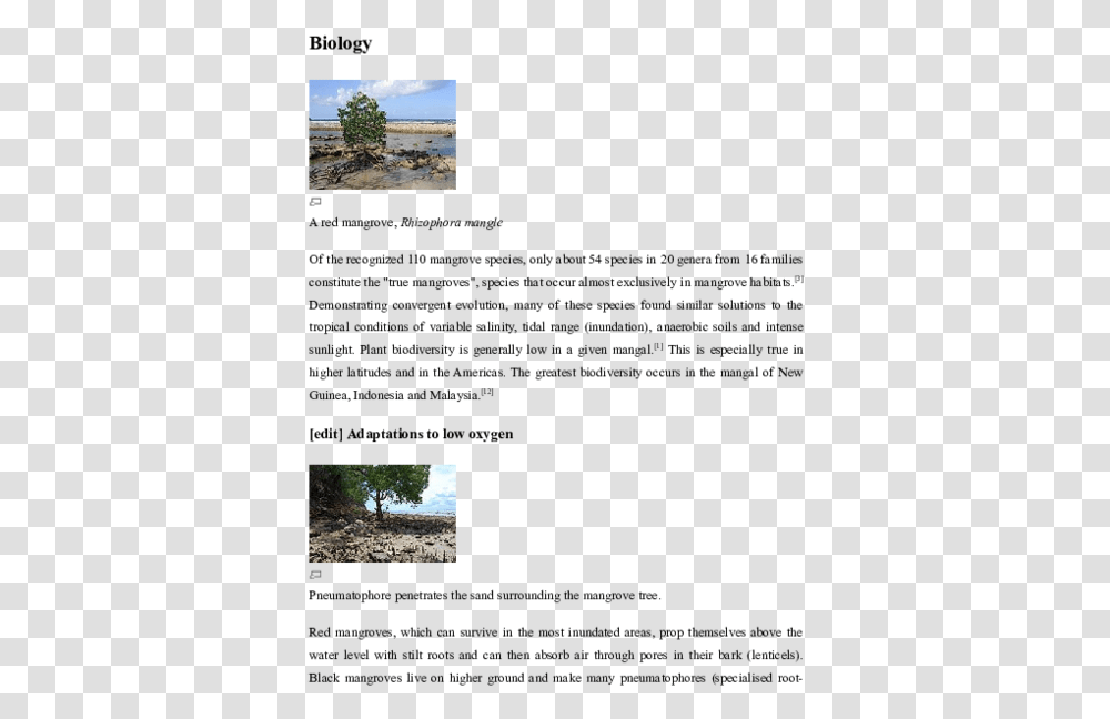 Biology Of Mangrove Tree, Outdoors, Clothing, Nature, Plant Transparent Png