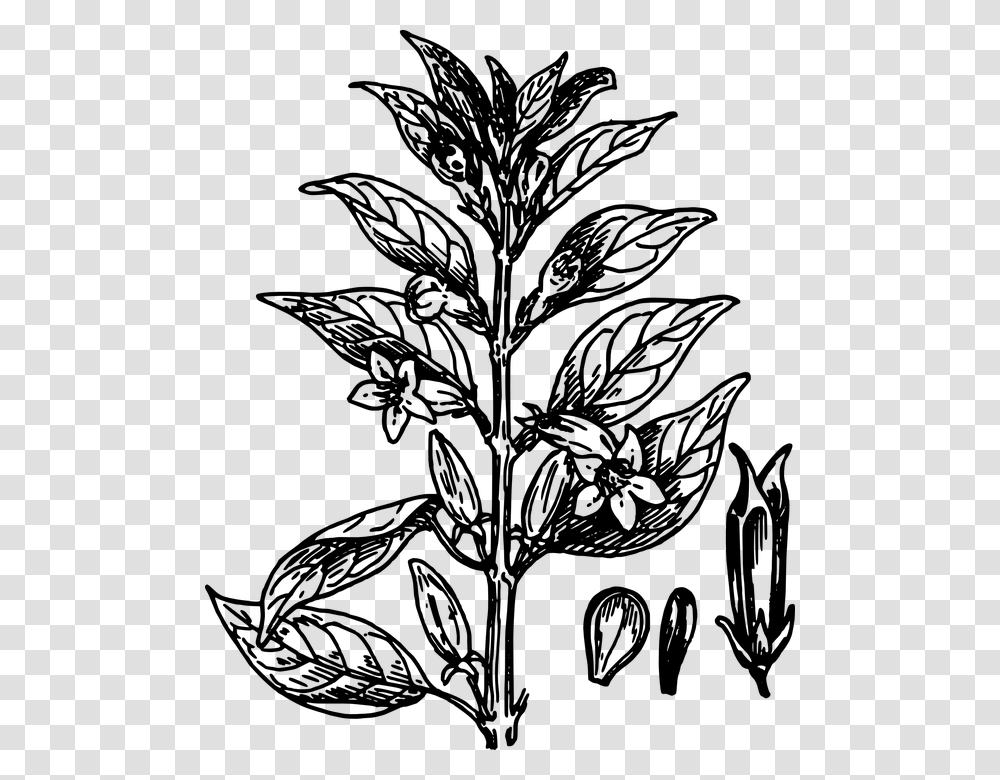 Biology Plant Flower Leaves Botany Seeds Black And White Plant Clip Art, Gray, World Of Warcraft Transparent Png