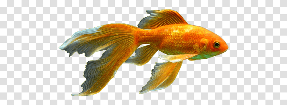 Biologybony Fishray Finned Fishcyprinidaekoi Fishes, Animal, Goldfish Transparent Png