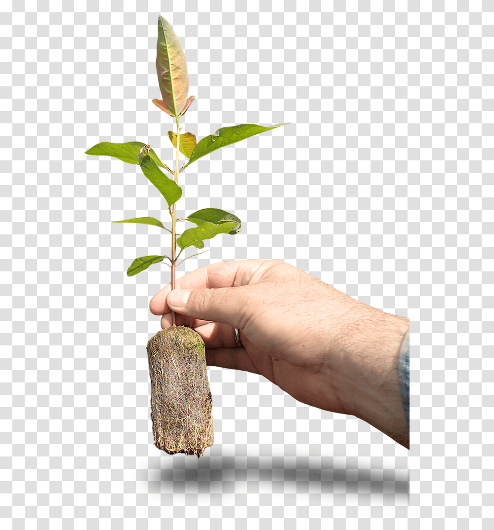 Biomass Biomass Background, Plant, Person, Human, Tree Transparent Png