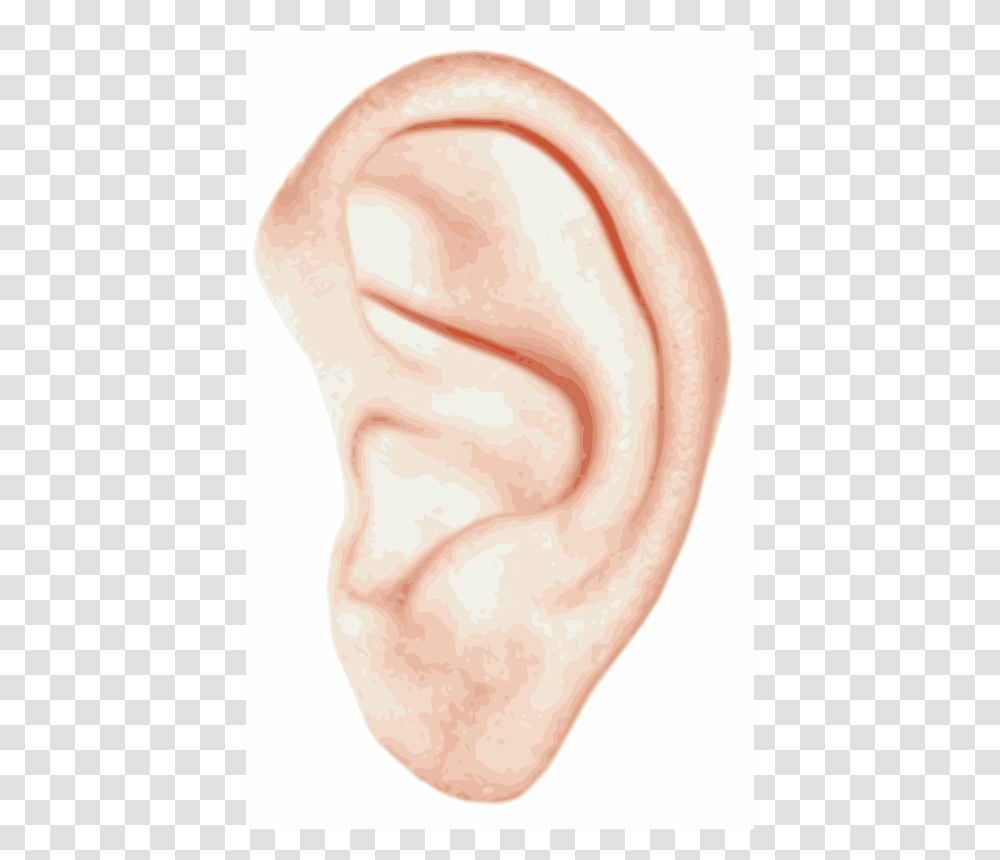 Bionet Human Ear, Person Transparent Png