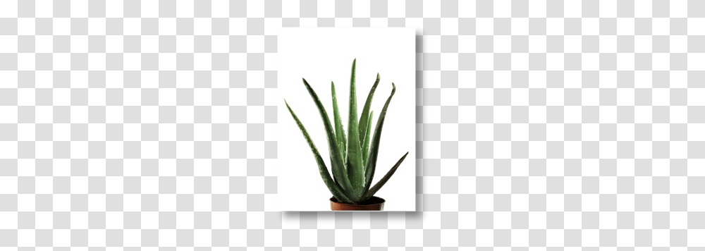 Bionorica, Aloe, Plant Transparent Png