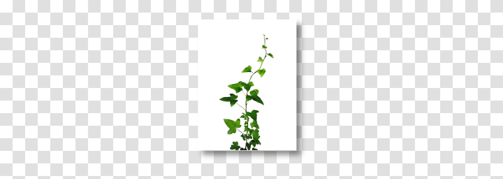 Bionorica, Plant, Vine, Ivy, Leaf Transparent Png