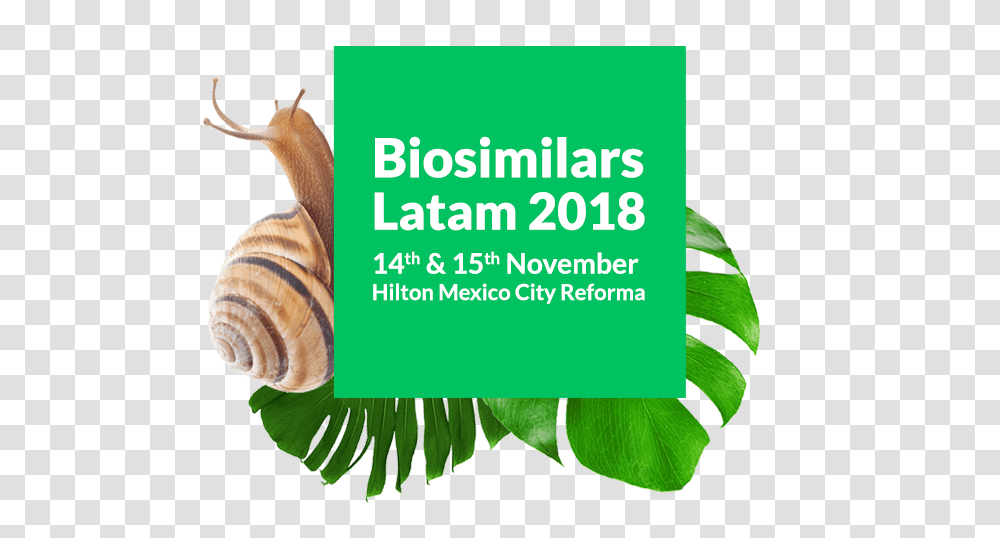 Biosimilars Latam, Invertebrate, Animal, Snail, Flyer Transparent Png