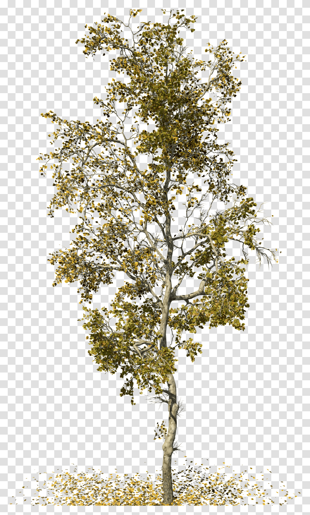 Birch American Sycamore Tree Transparent Png