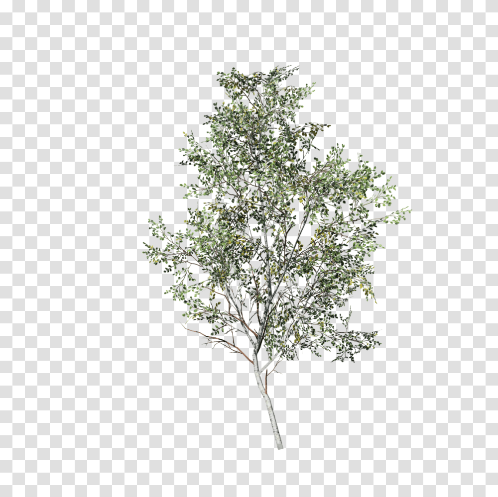 Birch Branch Birch Tree, Plant, Tree Trunk, Conifer, Oak Transparent Png