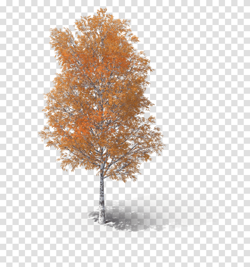 Birch Branch, Tree, Plant, Maple, Chandelier Transparent Png