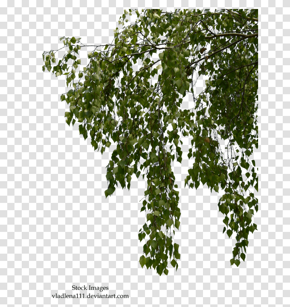 Birch Branches, Tree, Plant, Tree Trunk, Vegetation Transparent Png