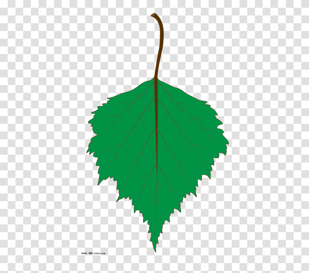 Birch Clipart Rubber Tree, Leaf, Plant, Maple Leaf, Poster Transparent Png