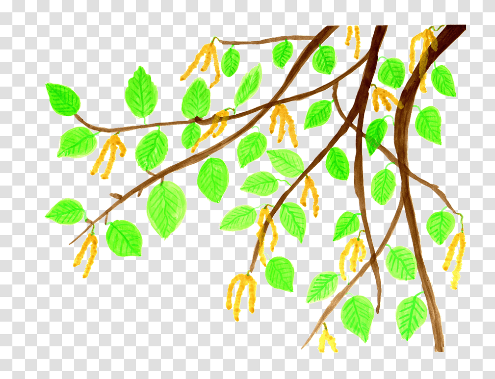 Birch Clipart Watercolor, Plant, Tree, Leaf, Conifer Transparent Png