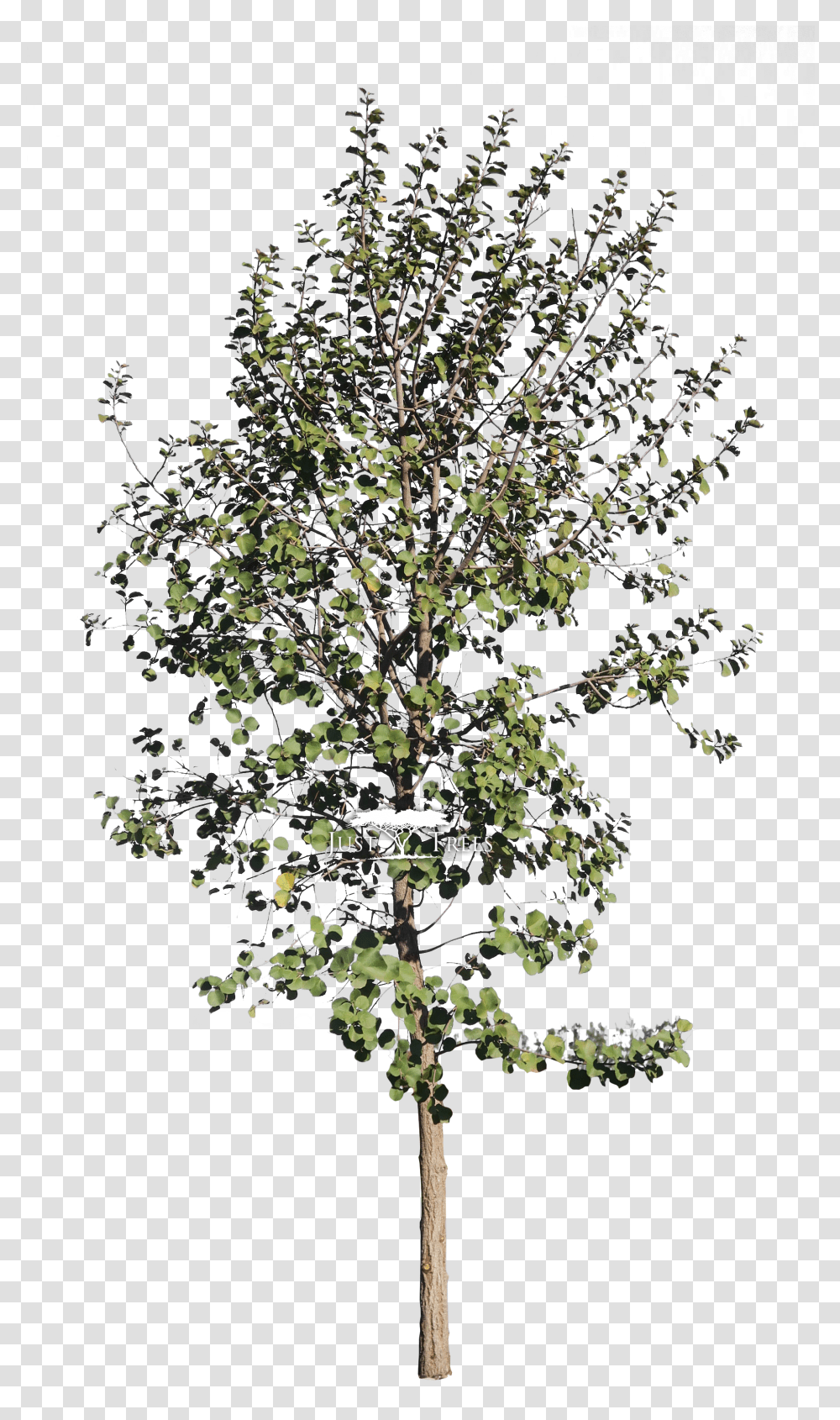Birch Download Pear, Tree, Plant, Cross, Potted Plant Transparent Png