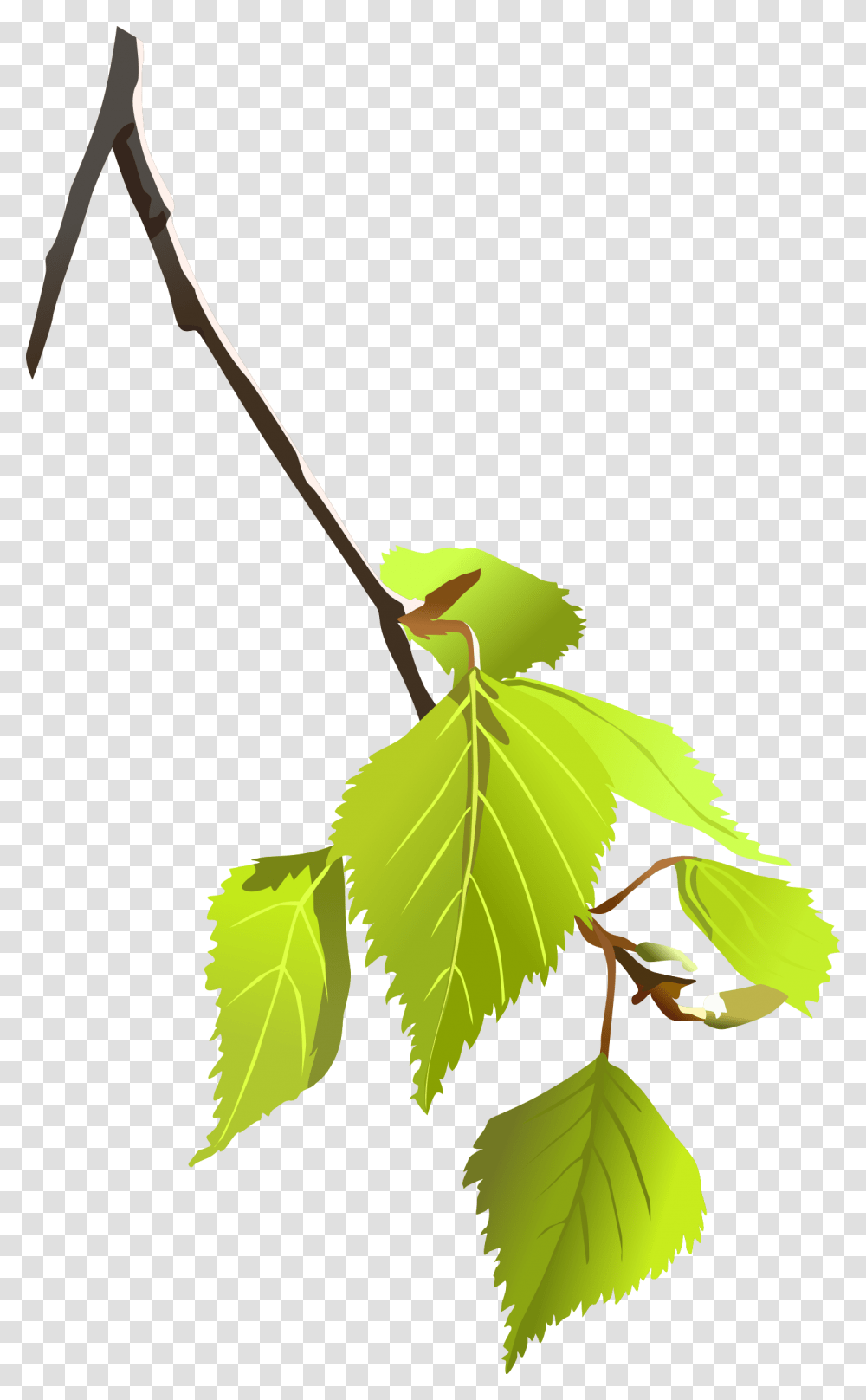 Birch Leafs Small Tree Branch, Plant, Green, Potted Plant, Vase Transparent Png