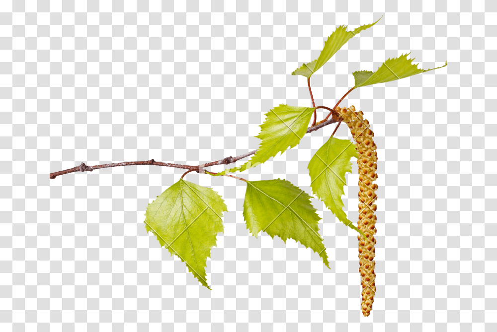 Birch Leaves And Flower Catkin, Leaf, Plant, Vine, Tree Transparent Png