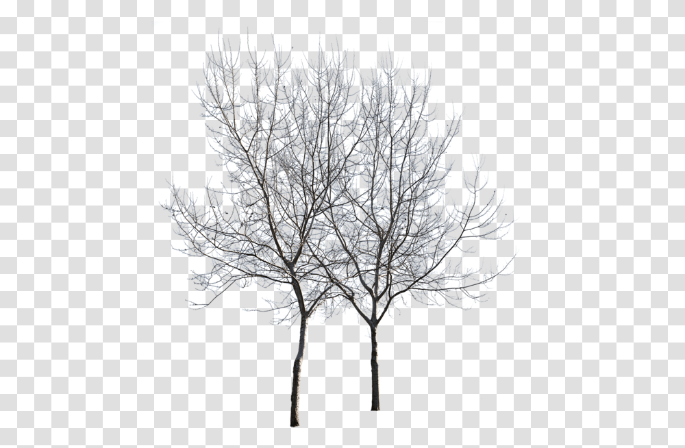 Birch, Nature, Outdoors, Ice, Snow Transparent Png