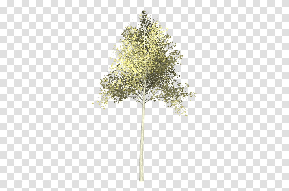 Birch Pond Pine, Tree, Plant, Cross, Flower Transparent Png