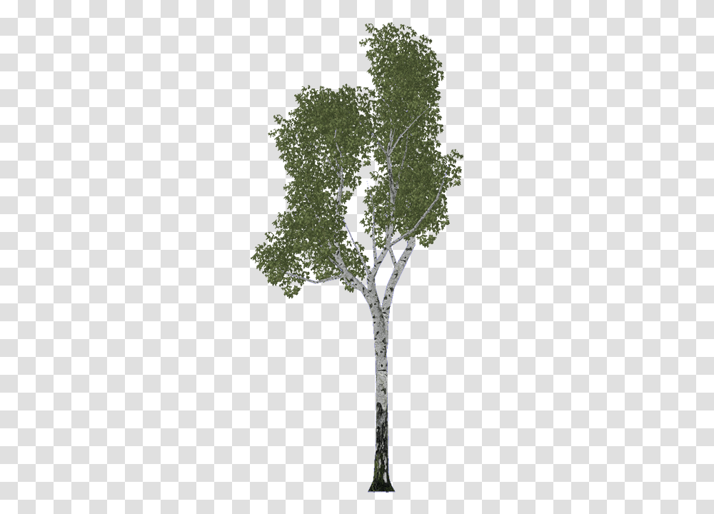 Birch River Birch, Tree, Plant, Leaf, Vegetation Transparent Png