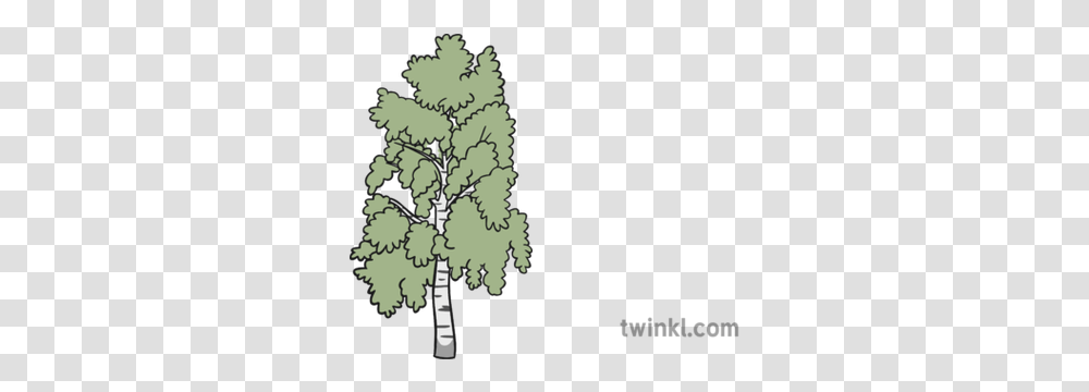 Birch Tree 1 Illustration Gambel Oak, Plant, Sycamore, Conifer, Fir Transparent Png