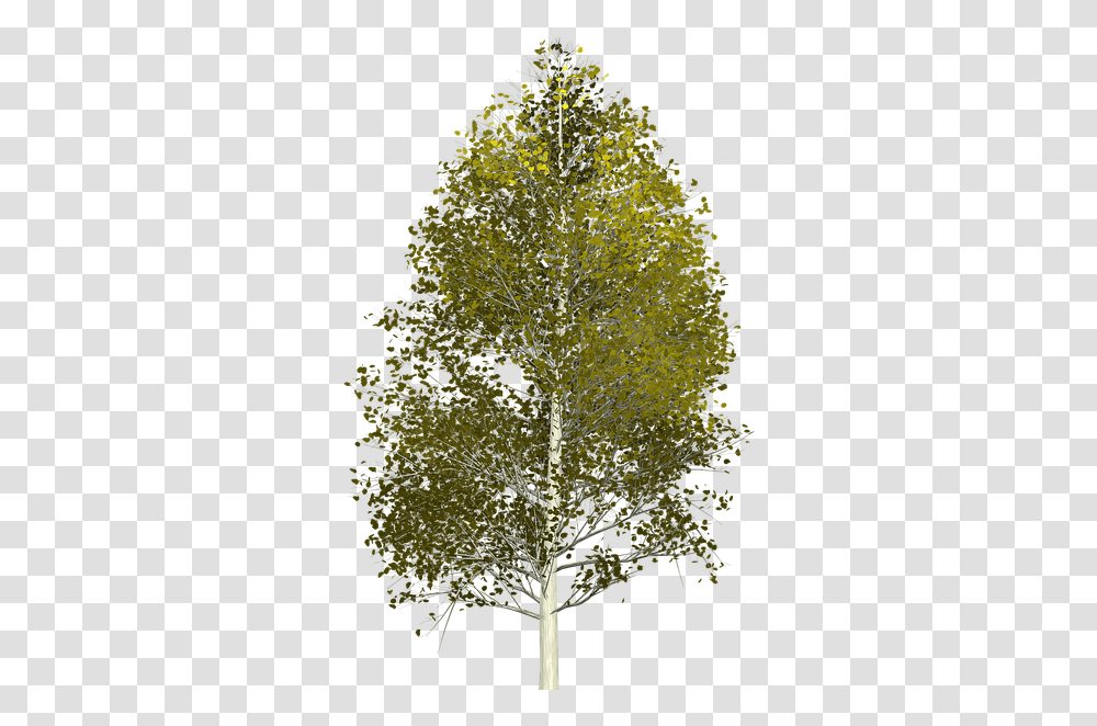 Birch Tree Aspen Tree, Plant, Nature, Outdoors, Ice Transparent Png