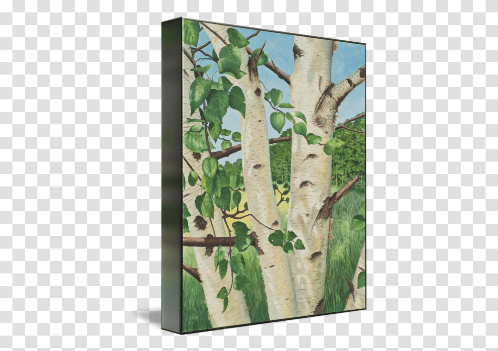 Birch Tree By Justin Millard Canoe Birch, Plant, Tree Trunk, Bird, Animal Transparent Png