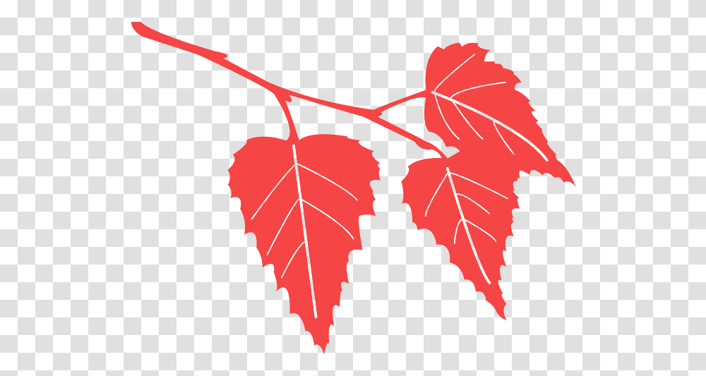 Birch Tree Leaf Silhouette, Plant, Person, Human, Maple Leaf Transparent Png