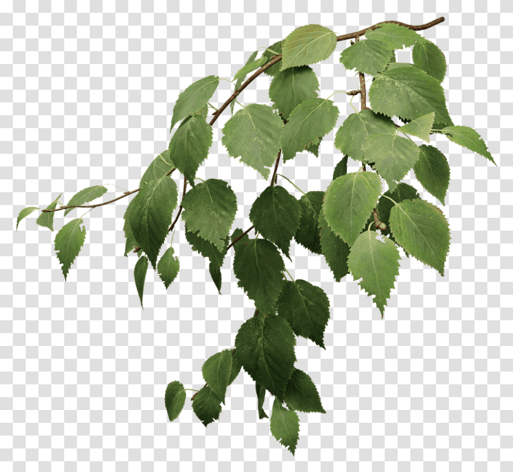 Birch Tree Leaves, Leaf, Plant, Annonaceae, Acanthaceae Transparent Png