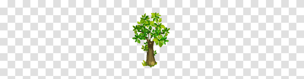 Birch Tree, Plant, Tree Trunk, Oak, Sycamore Transparent Png
