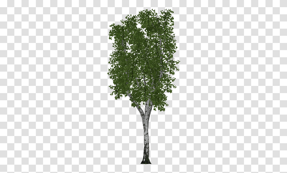 Birch, Tree, Plant, Tree Trunk, Oak Transparent Png