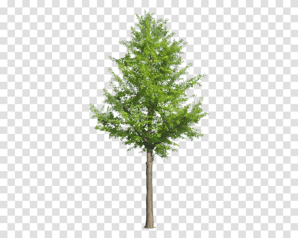 Birch Trees Trees Clipart Arfchitecutre, Plant, Maple, Cross, Symbol Transparent Png