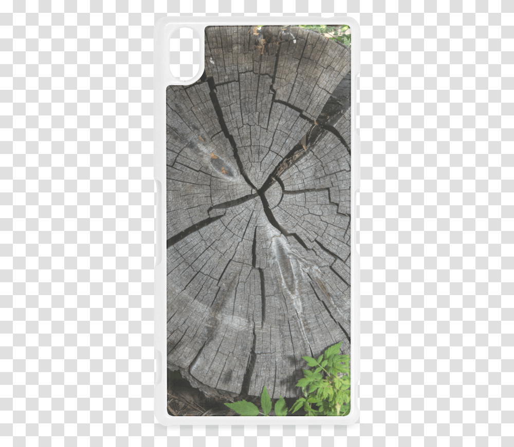 Birch, Wood, Sundial, Soil, Bird Transparent Png