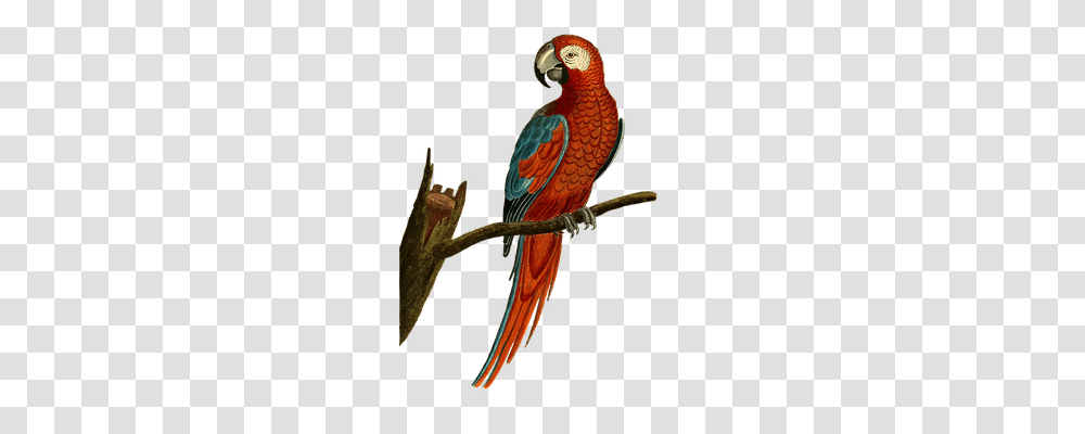 Bird Animals, Macaw, Parrot Transparent Png