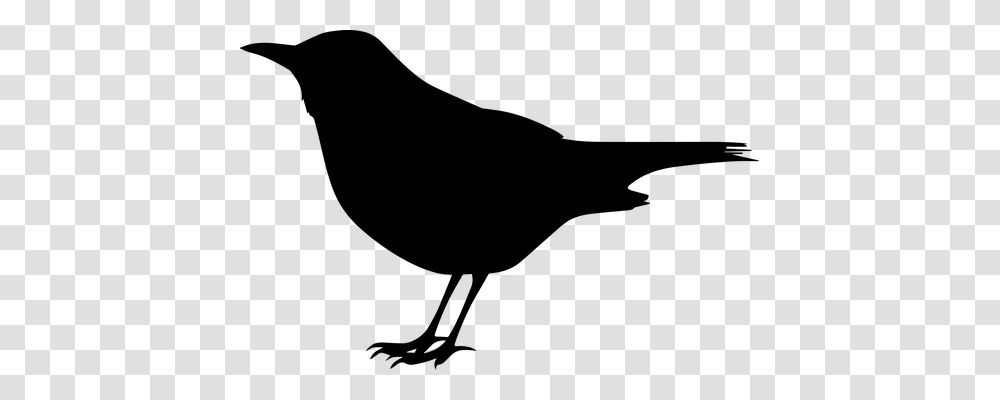 Bird Animals, Gray, World Of Warcraft Transparent Png