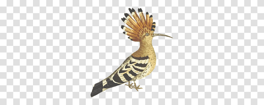 Bird Animals, Beak, Kiwi Bird Transparent Png