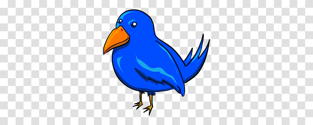 Bird Animals, Beak, Finch, Jay Transparent Png