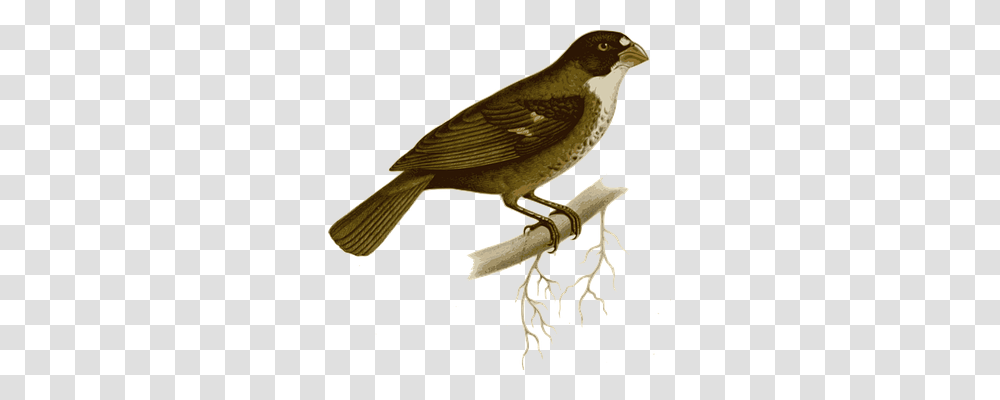 Bird Animals, Anthus, Sparrow, Wren Transparent Png