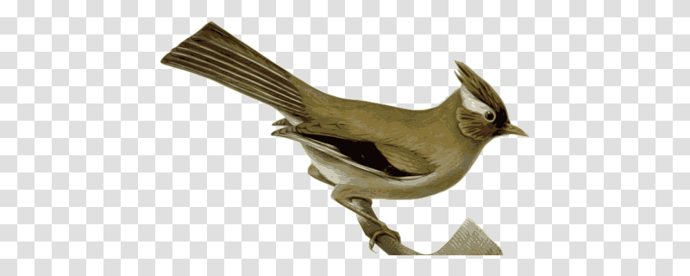 Bird Animals, Quail, Beak, Finch Transparent Png