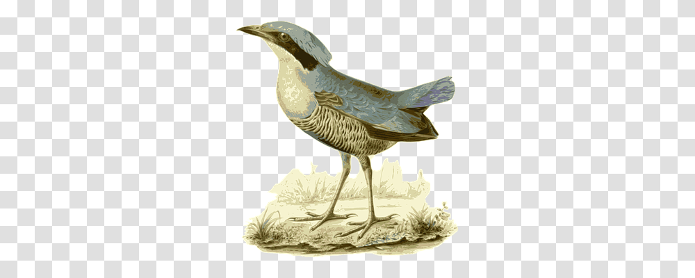 Bird Animals, Beak, Waterfowl, Partridge Transparent Png