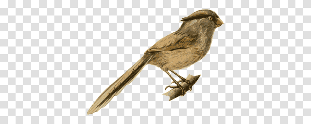 Bird Animals, Finch, Sparrow, Canary Transparent Png