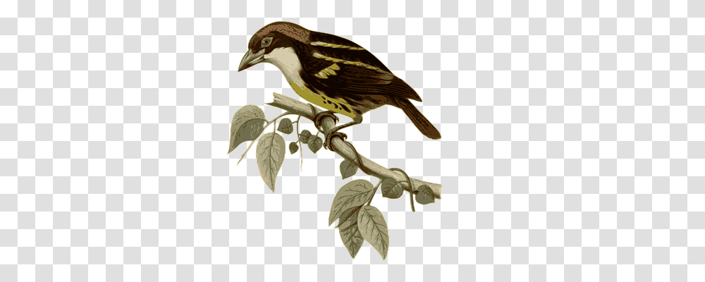 Bird Animals, Sparrow, Anthus, Finch Transparent Png