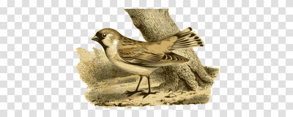 Bird Animals, Anthus, Sparrow, Finch Transparent Png