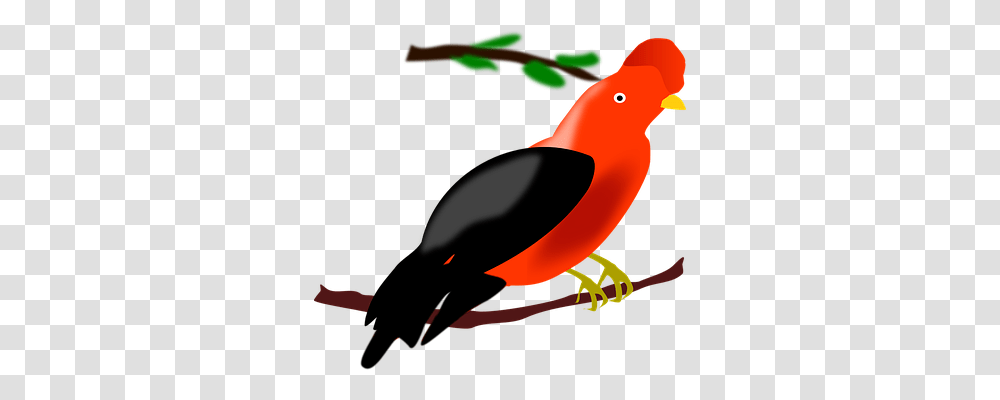 Bird Animals, Beak, Finch, Cardinal Transparent Png