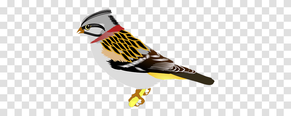 Bird Animals, Finch, Beak Transparent Png
