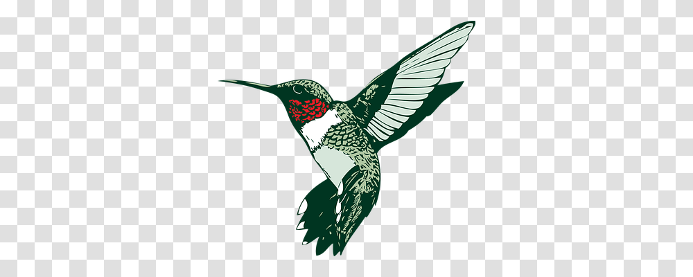 Bird Animals, Hummingbird Transparent Png